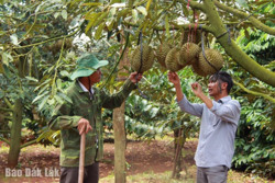 Trồng sầu riêng VietGAP: Hướng đi bền vững của nông dân Krông Búk