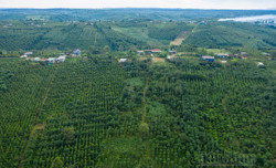 Đắk Nông thúc đẩy thành lập trung tâm giống cây trồng cấp tỉnh