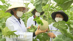 Kinh tế tuần hoàn: Hướng đi bền vững cho nông nghiệp Đắk Lắk