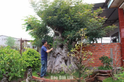 TP. Buôn Ma Thuột: Khoảng 4.800 tác phẩm tham dự triển lãm, trưng bày và thi sinh vật cảnh