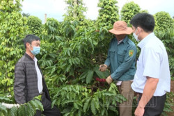 Nông dân Đắk Nông tiếp cận canh tác cà phê thông minh