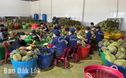 Huyện Krông Búk: Sản lượng sầu riêng năm 2024 ước đạt 40.000 tấn