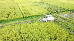 Tận dụng rác thải cho nông nghiệp: Tại sao không?