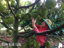 Huyện Krông Năng: Nông dân sát sao phòng ngừa nấm bệnh trên sầu riêng