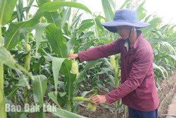 Nâng cao thu nhập từ trồng ngô ngọt