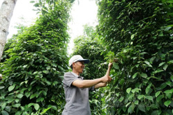 Hiệu quả của trồng cây nương tự nhiên ở Đắk Nông