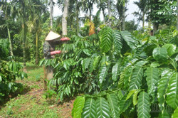 Cách chăm sóc cây dài ngày mùa mưa bão