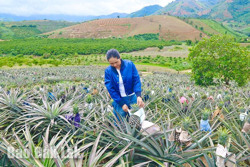 Nông dân Krông Bông bội thu dứa trái vụ