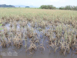 Huyện Lắk: Đề nghị hỗ trợ hơn 3,4 tỷ đồng khôi phục sản xuất nông nghiệp