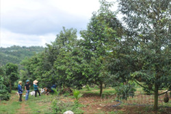 Đắk Nông liên kết sản xuất để nông dân và doanh nghiệp cùng thắng