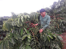 Huyện biên giới Đắk Nông nâng tầm cho cà phê