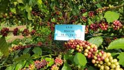 Đóng góp lớn của WASI cho ngành cà phê: Nghiên cứu giống cà phê thích ứng biến đổi khí hậu