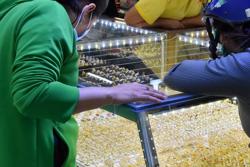 Giá vàng hôm nay, 13-9: Tăng dựng đứng