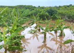 Cách phục hồi vườn cây ăn quả sau bão lụt