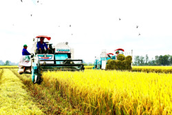 Đề án 1 triệu héc ta lúa chất lượng cao: Còn nhiều thách thức