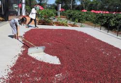 Loại cà phê chủ lực của Việt Nam tăng giá kỷ lục chỉ trong 1 tuần