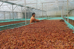 Chuyên gia chỉ cách nâng cao chất lượng cà phê Đắk Nông