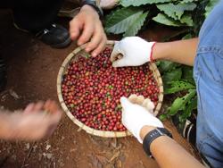 Chủ tịch VICOFA nói gì khi giá cà phê tăng điên cuồng trước vụ thu hoạch?