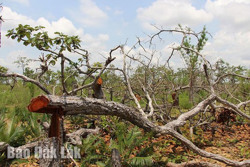 Huyện Ea Súp: Nhức nhối các dự án nông lâm nghiệp