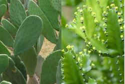 Bị mủ cây xương rồng bắn vào mắt cần làm gì?