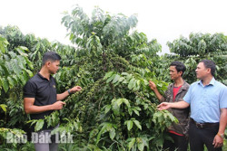Huyện Krông Ana: Hiệu quả bước đầu từ các mô hình sản xuất cà phê hữu cơ