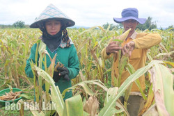 Thu nhập khá từ liên kết trồng ngô giống