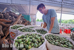 Nghề sấy cau xuất khẩu