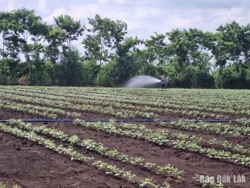 Toàn tỉnh gieo trồng trên 53.000 ha cây trồng vụ Thu Đông 2024