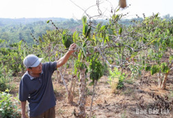 Thiên tai gây thiệt hại hơn 209 tỷ đồng