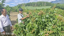 Tuổi cao vẫn bền chí làm giàu