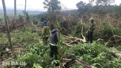 Gần 2 ha rừng của Công ty TNHH MTV Lâm nghiệp Ea Kar quản lý bị chặt phá