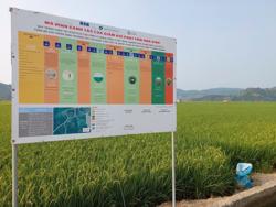 Nhiều lợi ích khi trồng lúa giảm phát thải