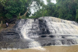 Trồng 30 cây hoa anh đào ở huyện Krông Năng