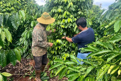 Đắk Nông đa dạng hóa cây trồng để giảm thiểu rủi ro