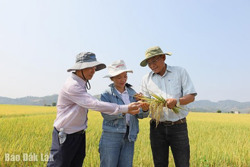 Hướng tới sản xuất lúa giảm phát thải trên quy mô lớn