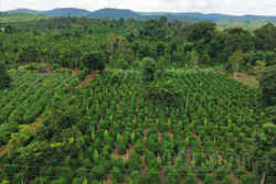 Đắk Nông chuẩn hóa nông sản để khơi thông thị trường