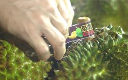 Việt Nam sẽ lần đầu tổ chức lễ hội trái cây tại Thủ đô của Trung Quốc