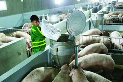 Tăng giá trị cho ngành chăn nuôi lợn