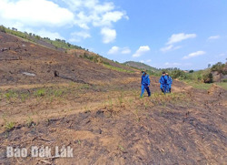 Khai thác nguồn lực quỹ đất có nguồn gốc nông, lâm trường