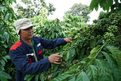 Thu tiền tỷ từ rẫy kiểu mẫu ở Đắk Nông