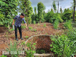 “Bẫy” chết người trong rẫy cà phê