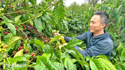 Huyện M’Drắk: Cà phê được mùa, được giá