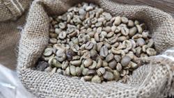 Giá cà phê hôm nay 15-1: Nhà vườn lo giá rớt dưới 100.000 đồng/kg