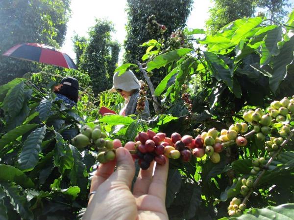 Giá cà phê hôm nay 16-1: Bật tăng rất mạnh