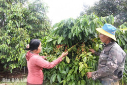 Liên kết để sản xuất bền vững