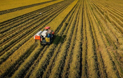 Tính đường dài cho lúa gạo