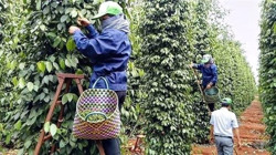 Tín hiệu vui cho nông sản