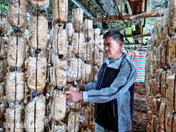 Người trồng nấm gặp khó