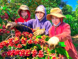 Giá cao, xuất khẩu tăng và bài toán dài hơi cho ngành hàng cà phê