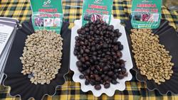 Giá cà phê hôm nay 2-1: Cà phê trong nước rớt giá, mất mốc 120.000 đồng/kg